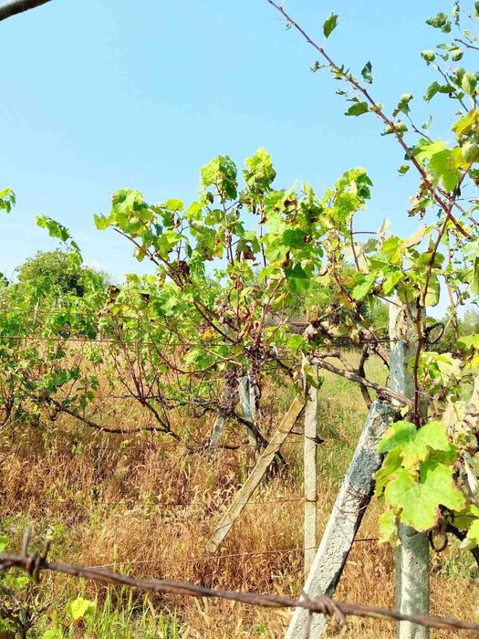 Продава се Къща в Търговище, Вилна зона - 1300 кв.м за 9 €/кв.м - Снимка #6