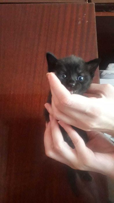 Котята балинезо-бомбейские