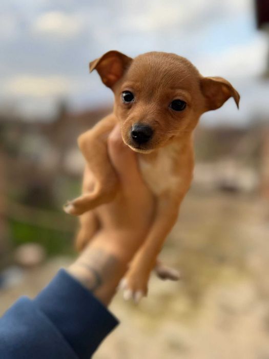 Продавам пинчери