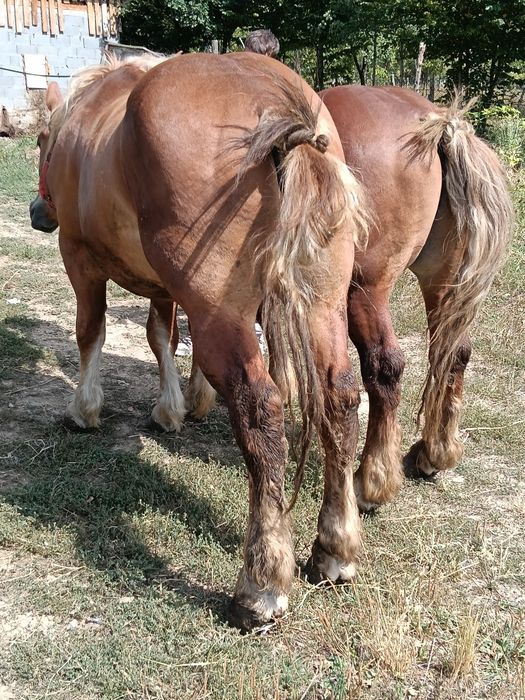 Cai de vânzare .