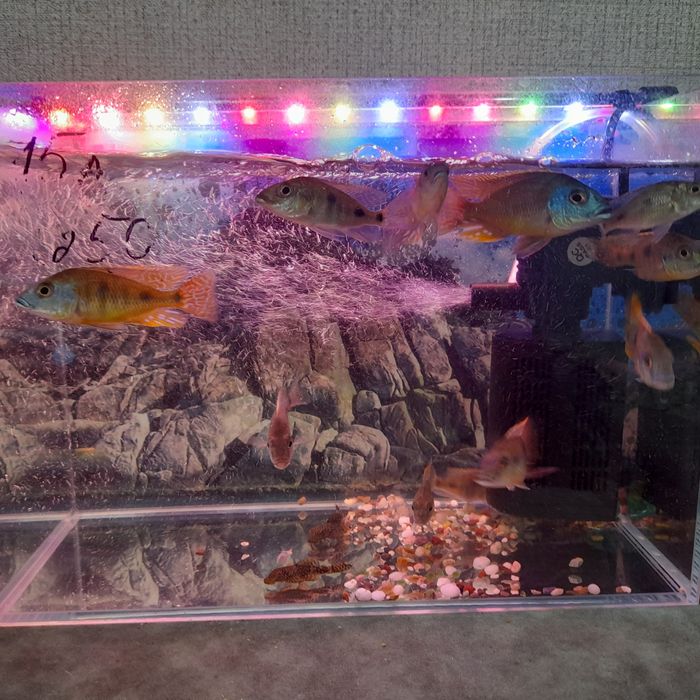 Продам рыбок Нанакар