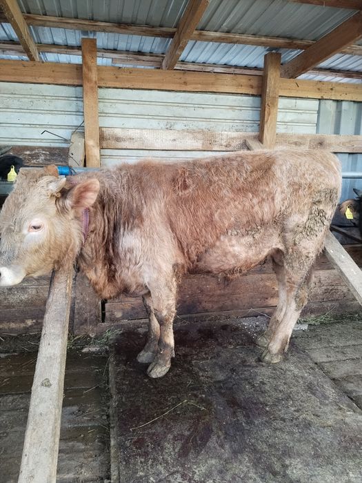 Бычки в хорошем состоянии