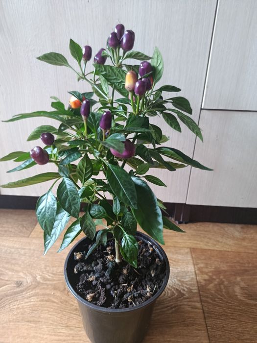 Продам комнатный перец разноцветный острый.