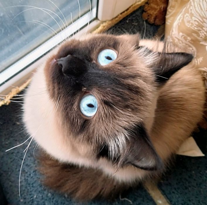 Отдам в добрые руки