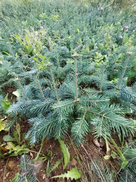 Puieti brad Abies Lasiocarpa intens albastrui-argintii
