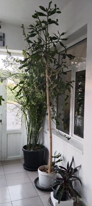 Euphorbia Kaktus 3 m