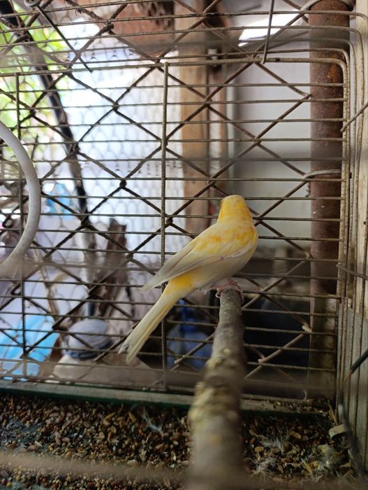 Японский золотой Сибрайт сотилади