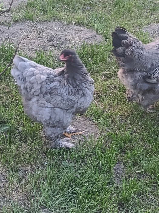 Gaini brahma mai multe varietati de culori