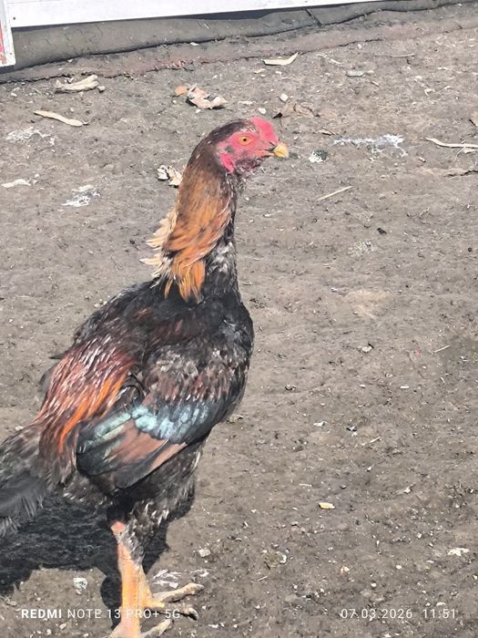 Боец Дакан и з курецы