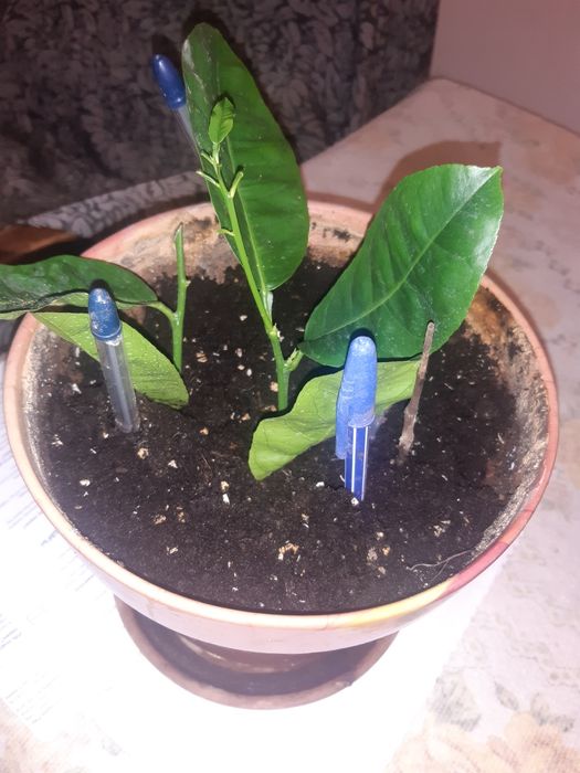 Продам лимоны  плодоносящие