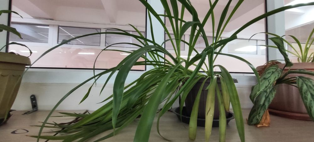 Продам цветы не дорого