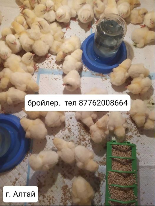 Цыплята брамы и броилера
