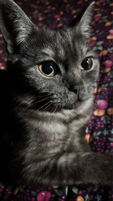 Продается кошка