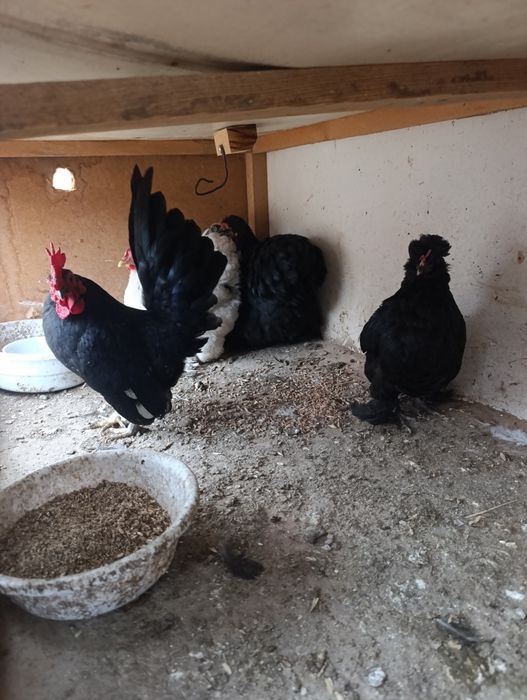 Японлар сотилади