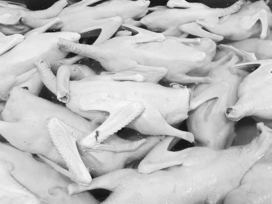 Продаю оптом гусей