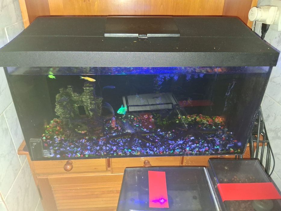 Vând  acvariu  cu pești