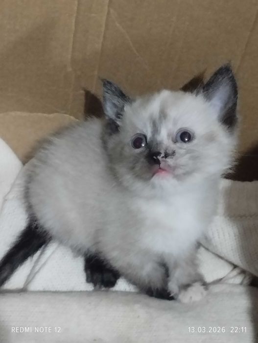 Обворожительные котята . Отдам счастье в добрые руки .