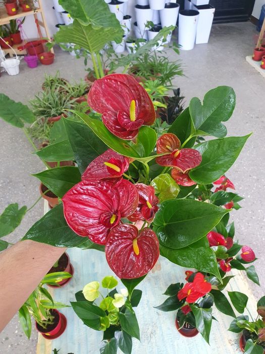 2 qavat Anturium 2 слойный Антуриум