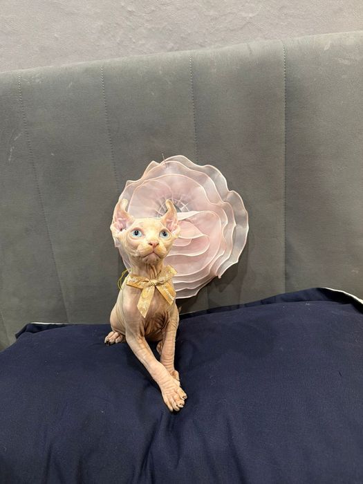 Шикарный сфинкс эльф