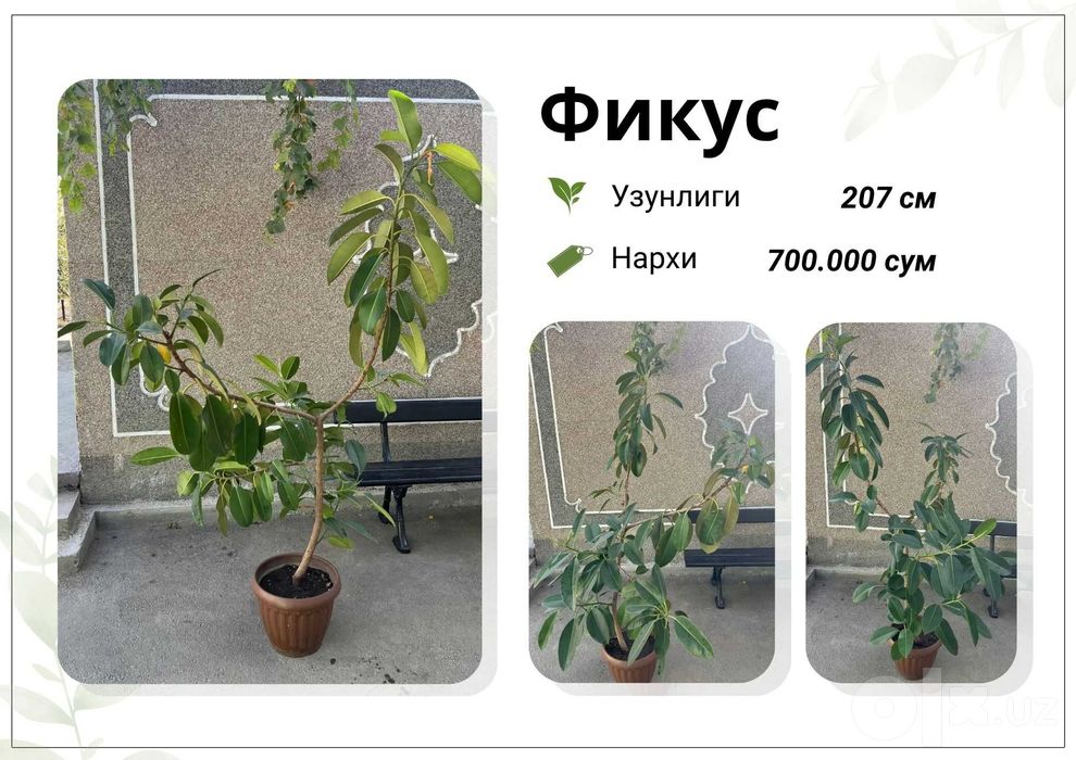 Фикус, Кора Шахзода, хар хил
