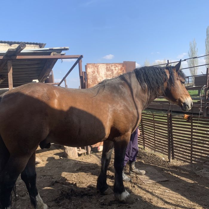 Айғыр сатылады жылкы ат конь