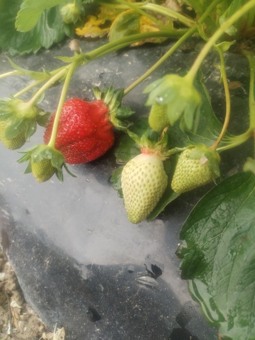 Capsuni de vanzare én gro ,