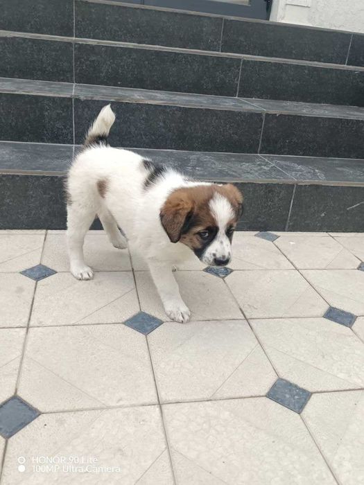 Продается собака