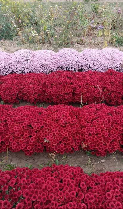 хризантема гуллар ва кочатлар голантиялик. котта абйомга доставка бор