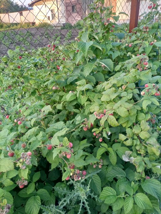 Продам дом и все, что в нем!