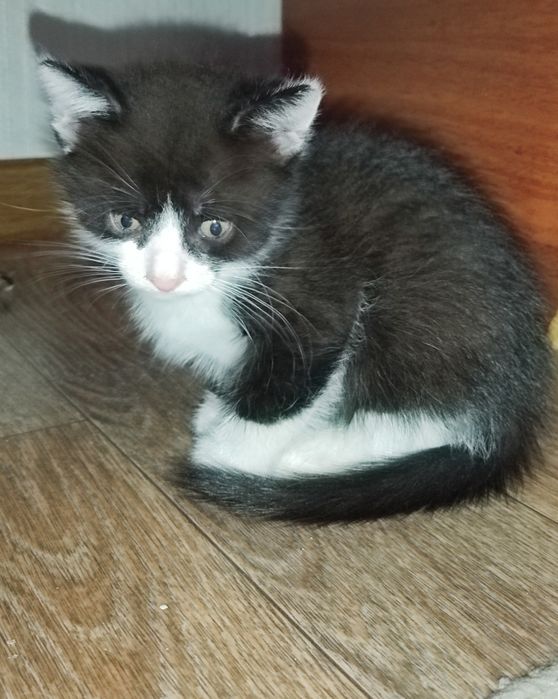 отдам котят в хорошие руки