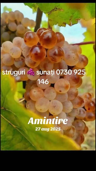 0730925146sunati