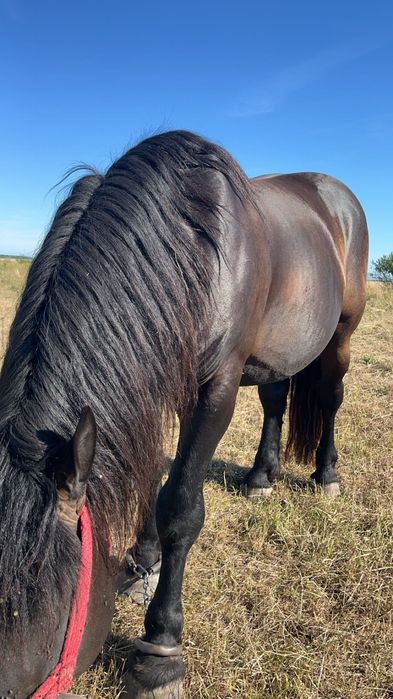 armăsar negru de vânzare