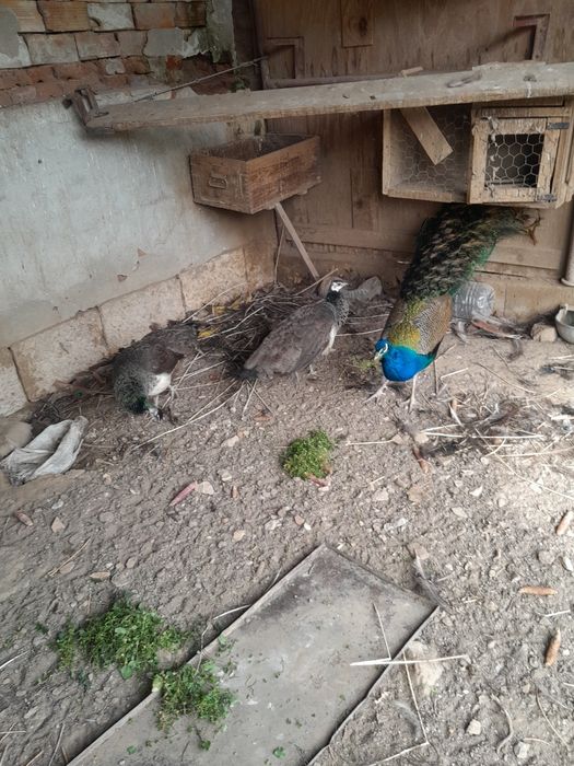 Пауни на пет години