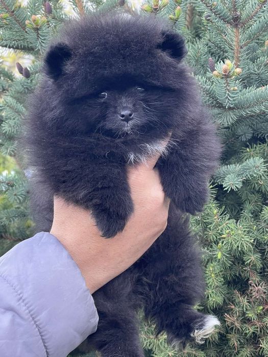 Померан померани