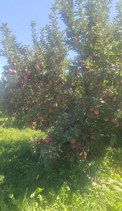 Саженцы яблони местные