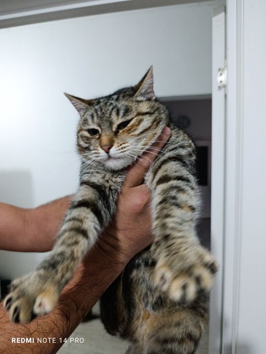 Кошка в добрые руки