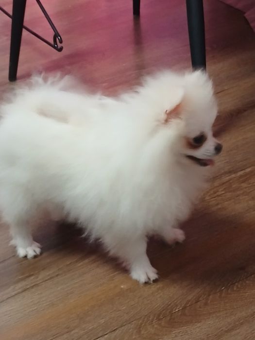 Pomeranian adorabil