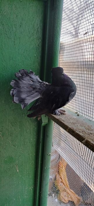 Porumbei Voltați indieni,voltatii normali  jucători și satineti