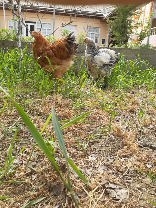 Brama tovuqla sotiladi