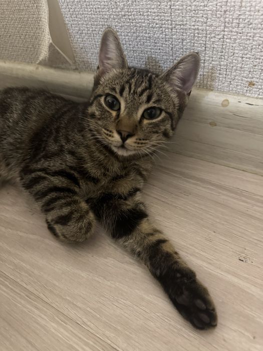 котенок мальчик бесплатно