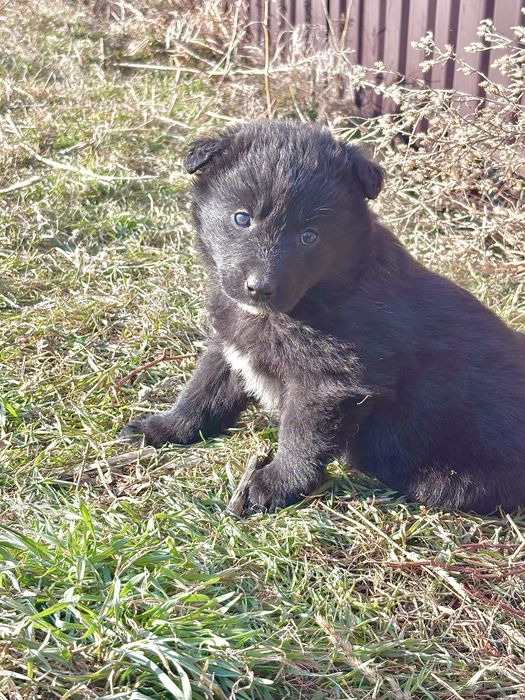 щенков в хорошие руки, мальчики и девочки