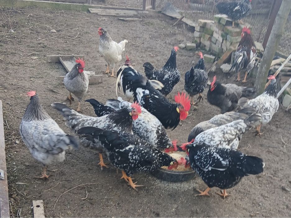 Vand familie gaini italiene