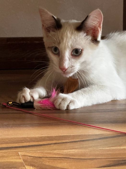 Отдам даром кота СРОЧНО