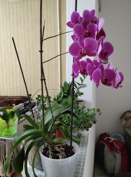 Орхидея фаленопсис
