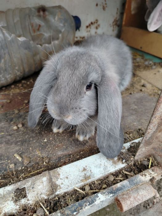 Карликовый баран кролики