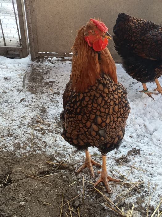 Vând doi cocoși din 2005