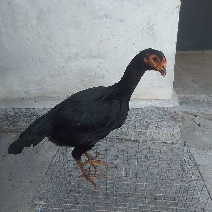 Тайго ветнам джужа несутся