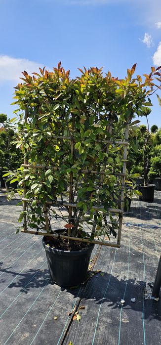 Photinia red robin- Photinia pe tija - Photinia spaliera