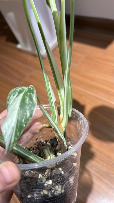 Монстера альба, шикарная вариегатность