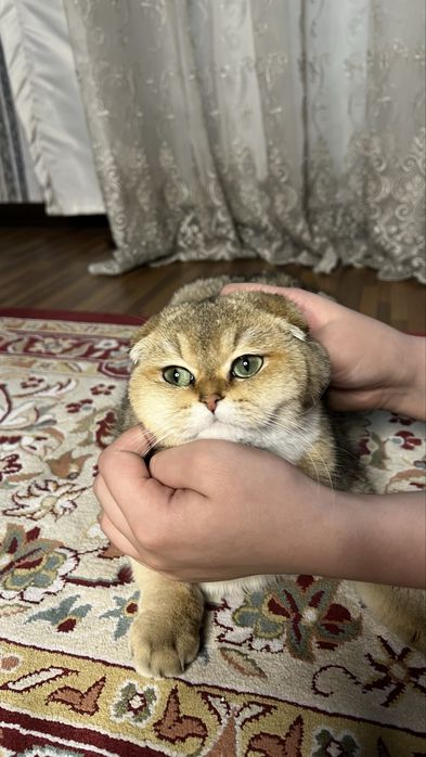 Кошка породы Scottish Fold